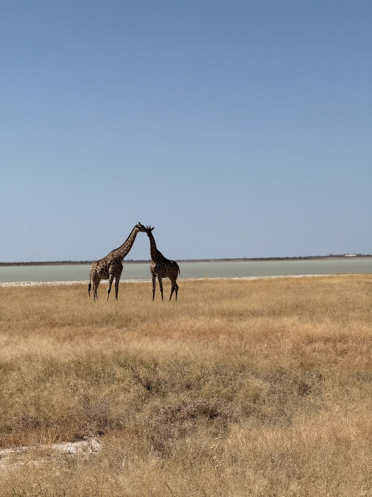 Great Explorations Namibia — tour operator in Hella Kuppe Street, Namibia – photo 6
