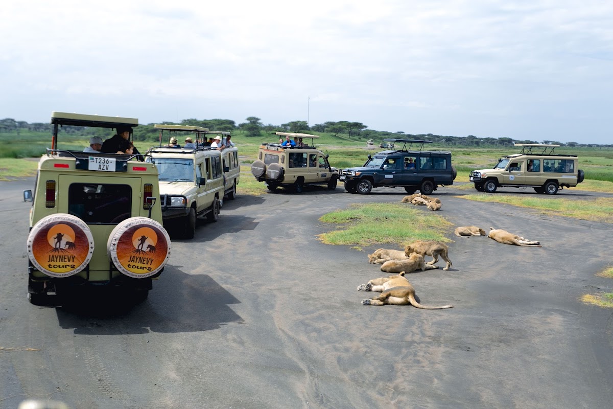 JAYNEVY TOURS CO L.T.D Best Tanzania Tours & Safari Company in Serengeti|Kilimanjaro Climbing Operators. — tour operator in 87846 Moshi TZ, Tanzania – photo 1