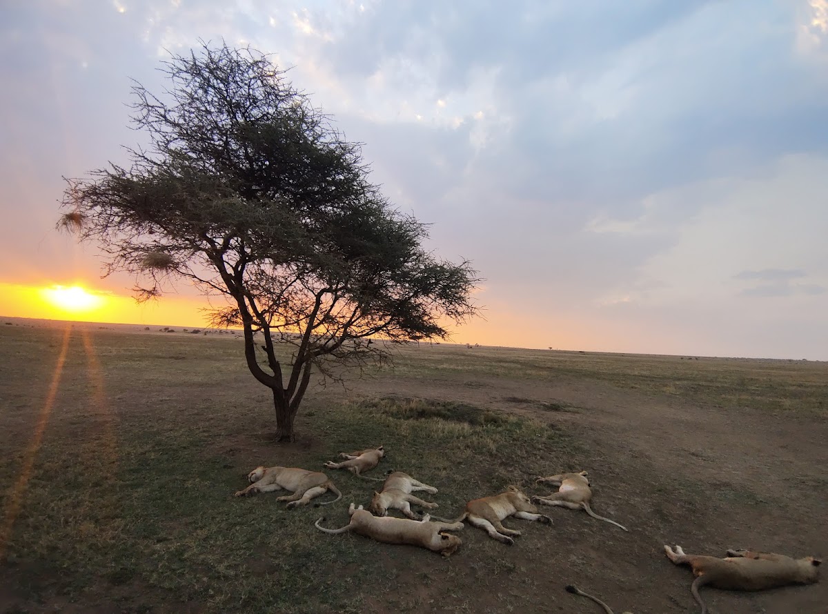 JAYNEVY TOURS CO L.T.D Best Tanzania Tours & Safari Company in Serengeti|Kilimanjaro Climbing Operators. — tour operator in 87846 Moshi TZ, Tanzania – photo 3