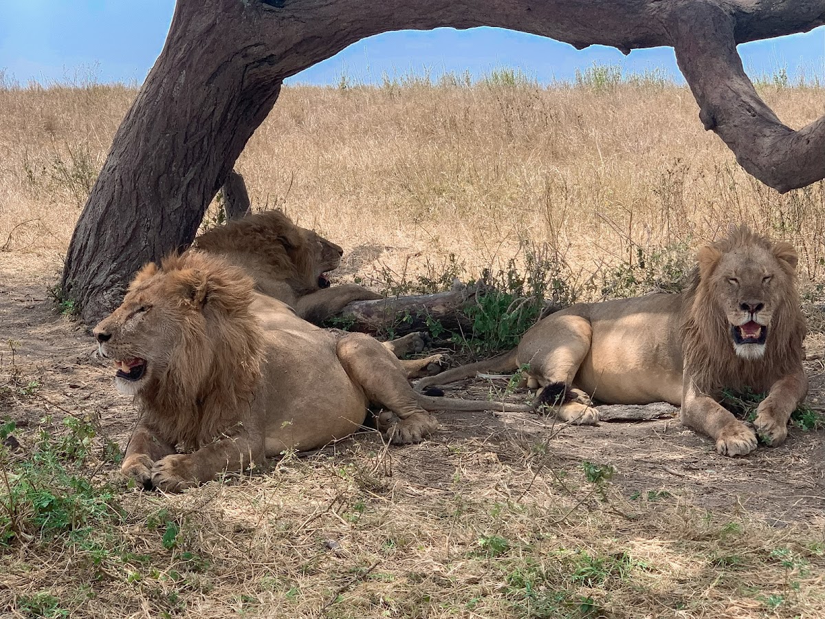 JAYNEVY TOURS CO L.T.D Best Tanzania Tours & Safari Company in Serengeti|Kilimanjaro Climbing Operators. — tour operator in 87846 Moshi TZ, Tanzania – photo 5