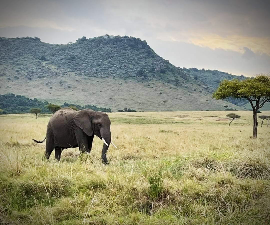 Maasai Mara National Reserve — tour operator in Kenya – photo 3
