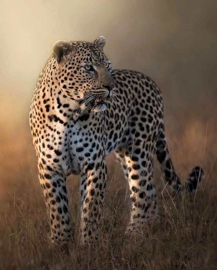 Maasai Mara National Reserve — tour operator in Kenya – photo 5