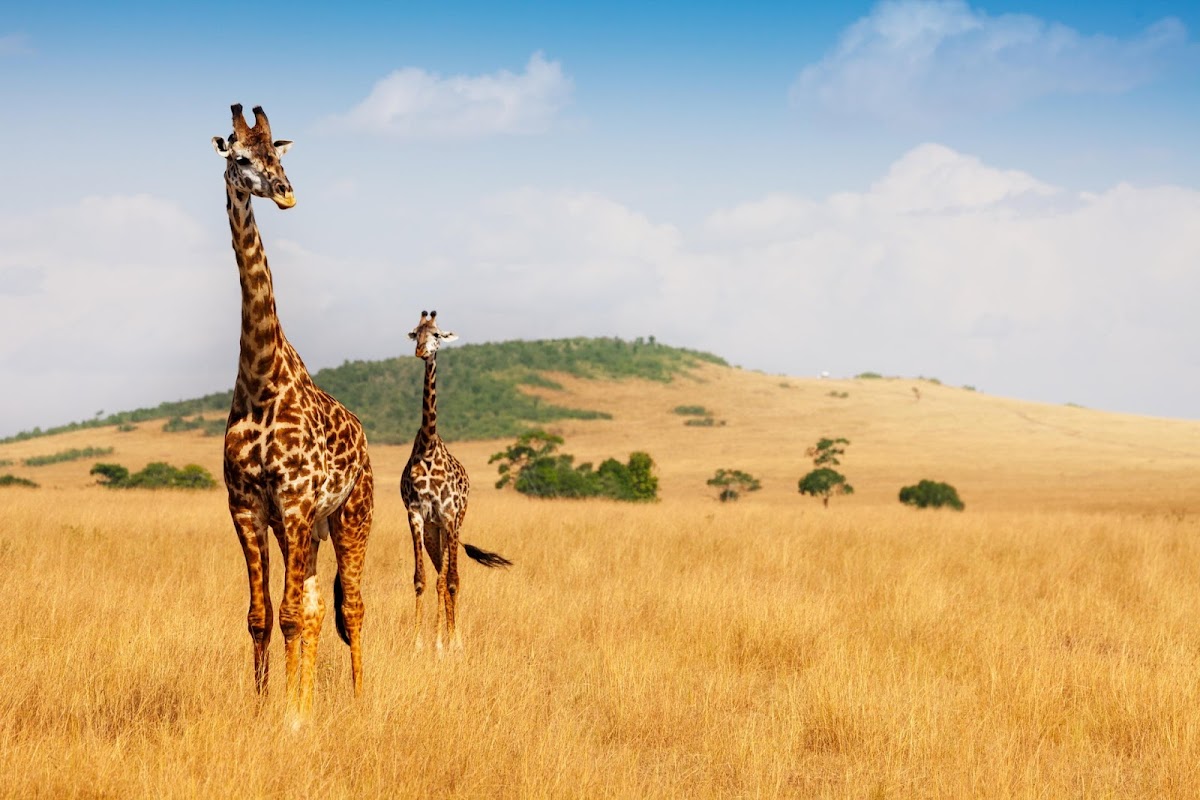 Maasai Mara National Reserve — tour operator in Kenya – photo 1