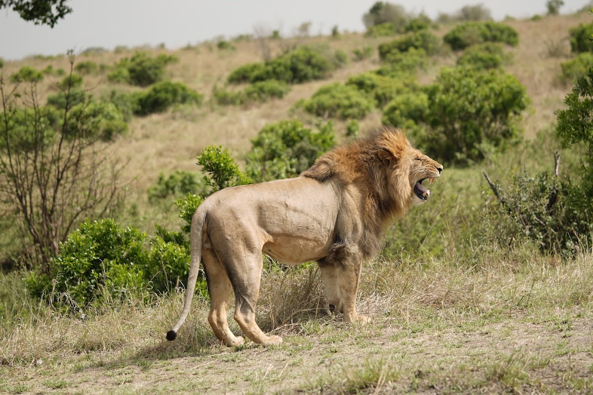 Maasai Mara National Reserve — tour operator in Kenya – photo 4