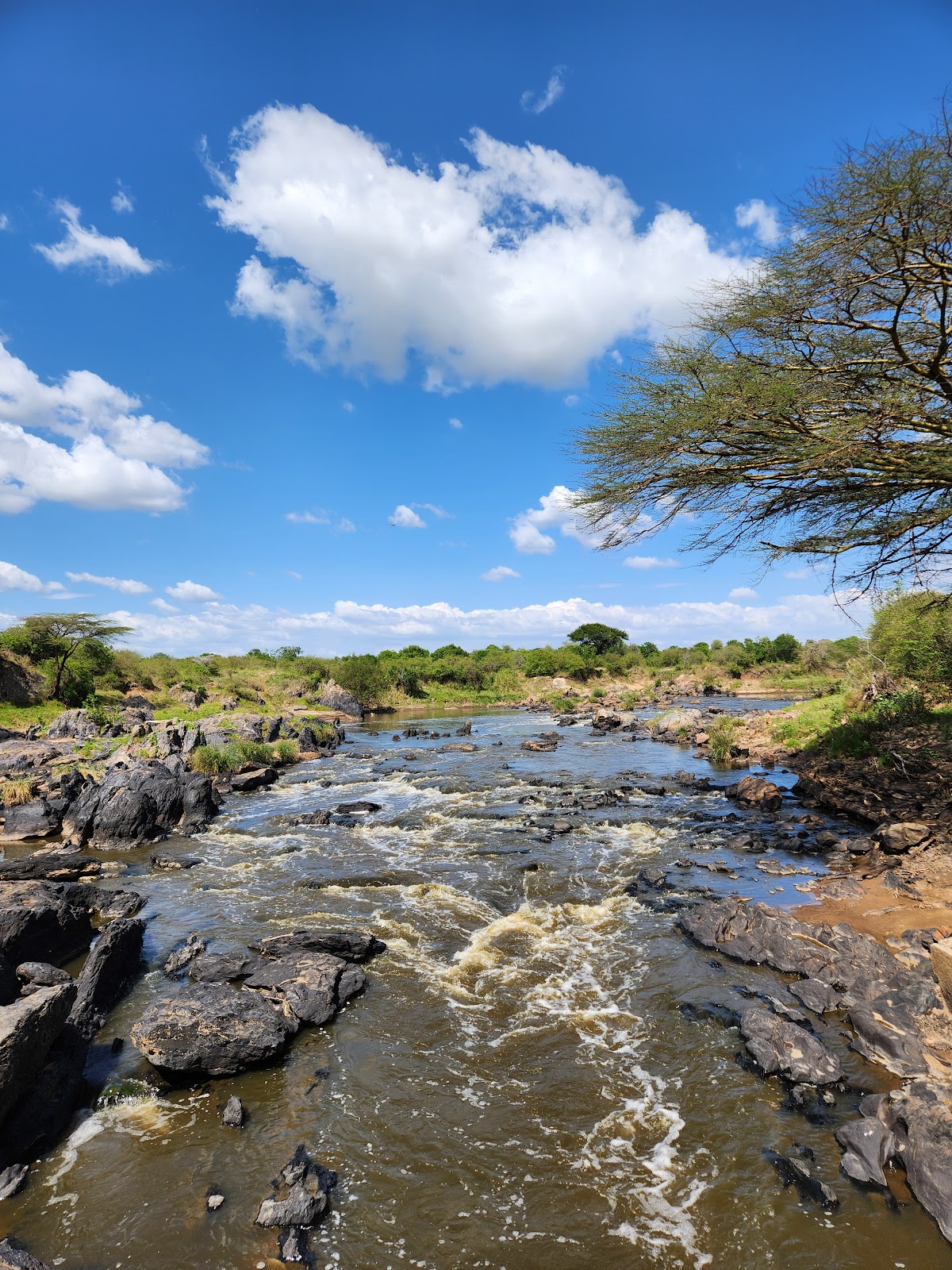 Maasai Mara National Reserve — tour operator in Kenya – photo 6