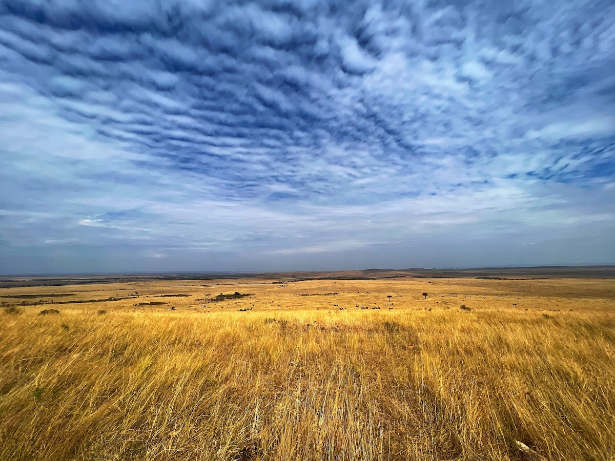 Maasai Mara National Reserve — tour operator in Kenya – photo 2