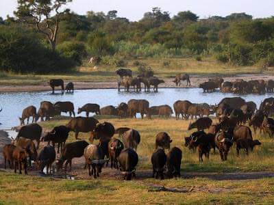 Oka swamps travel and tours agency — tour operator in Maun Oldmall, Botswana – photo 6