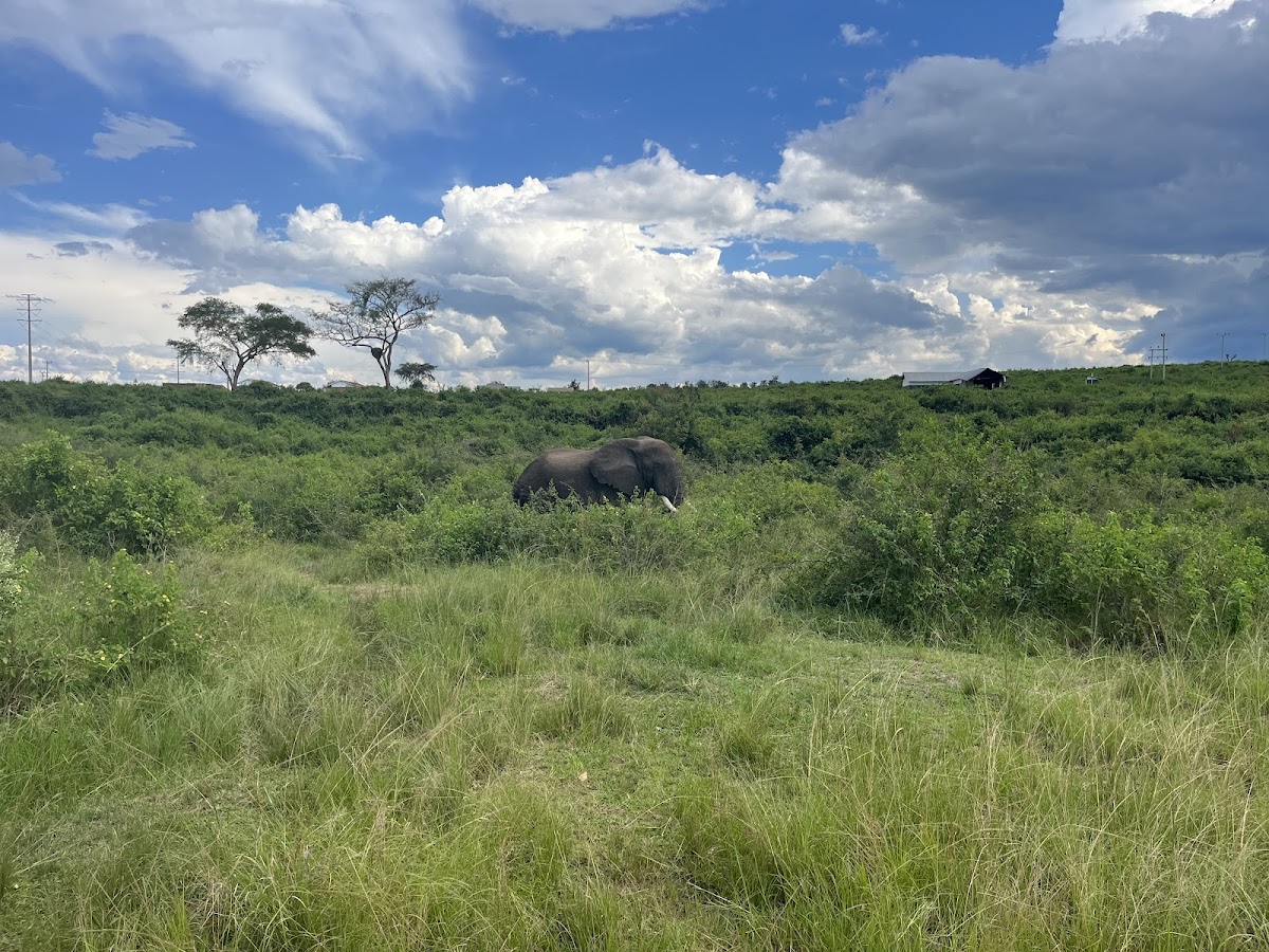 Gracious Tours and Travel — tour operator in Kampala - Entebbe Rd, Uganda – photo 2