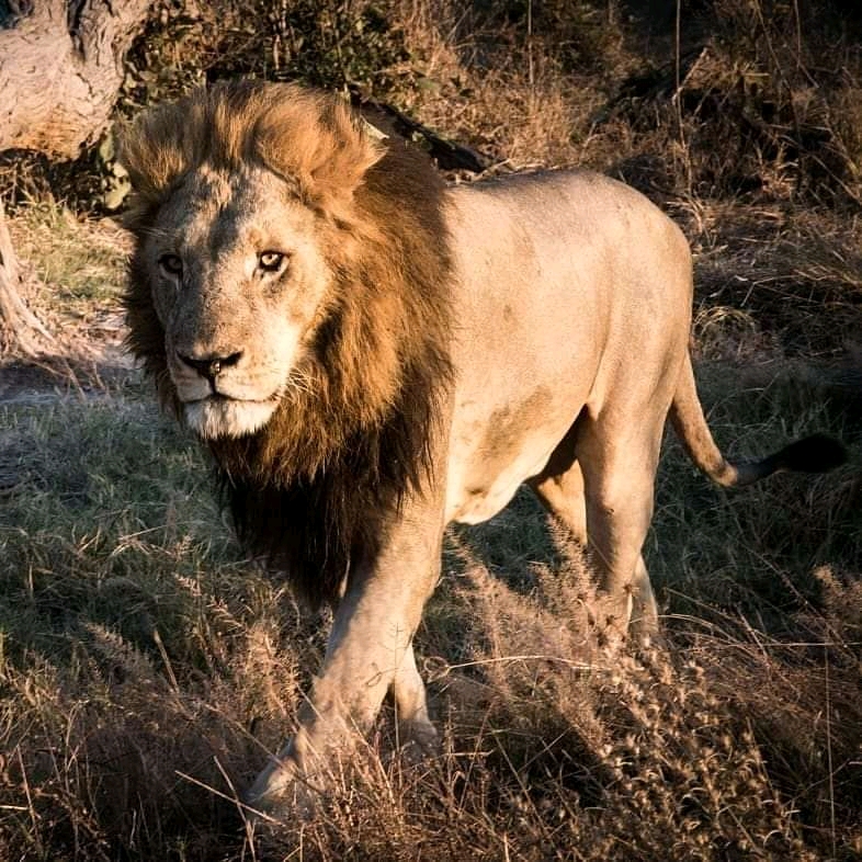 Little Roz Tours (Victoria Falls ) — tour operator in Mkhosana Victoria Falls, Zimbabwe – photo 5