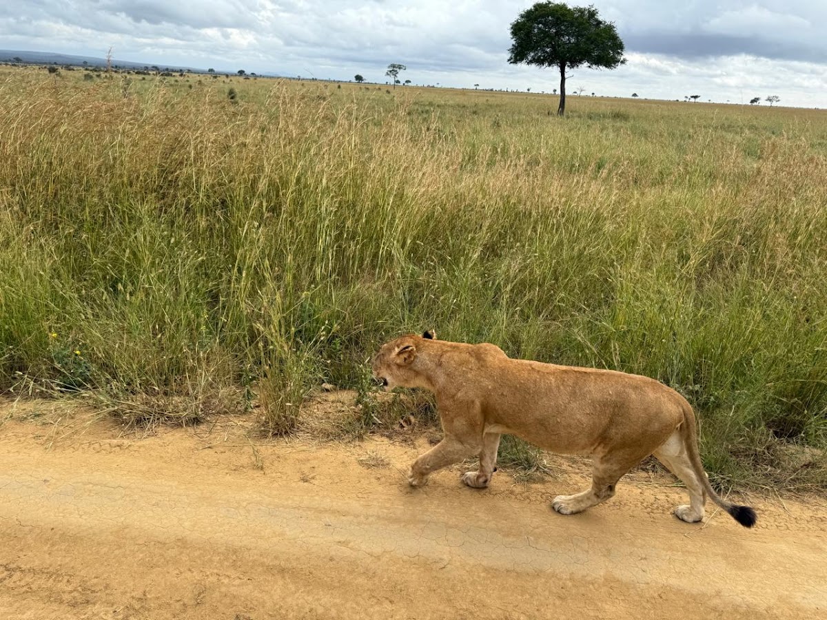 Tanzania Mwangaza Tours & Safari | Best tour operators in Tanzania — tour operator in delta hotel, Tanzania – photo 3