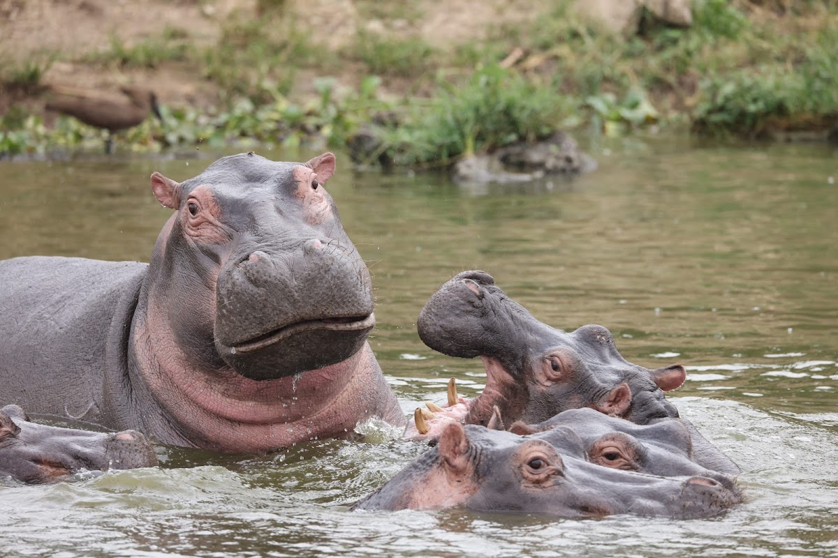Home To Africa Tours and Travel - Ugandan Safaris and Holidays - African Trips — tour operator in 30 Kampala - Entebbe Road, Uganda – photo 6