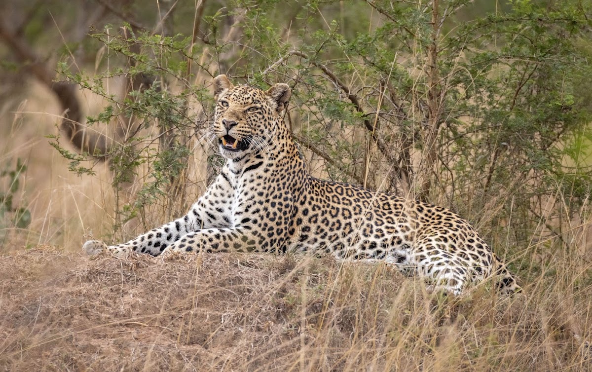 Home To Africa Tours and Travel - Ugandan Safaris and Holidays - African Trips — tour operator in 30 Kampala - Entebbe Road, Uganda – photo 4