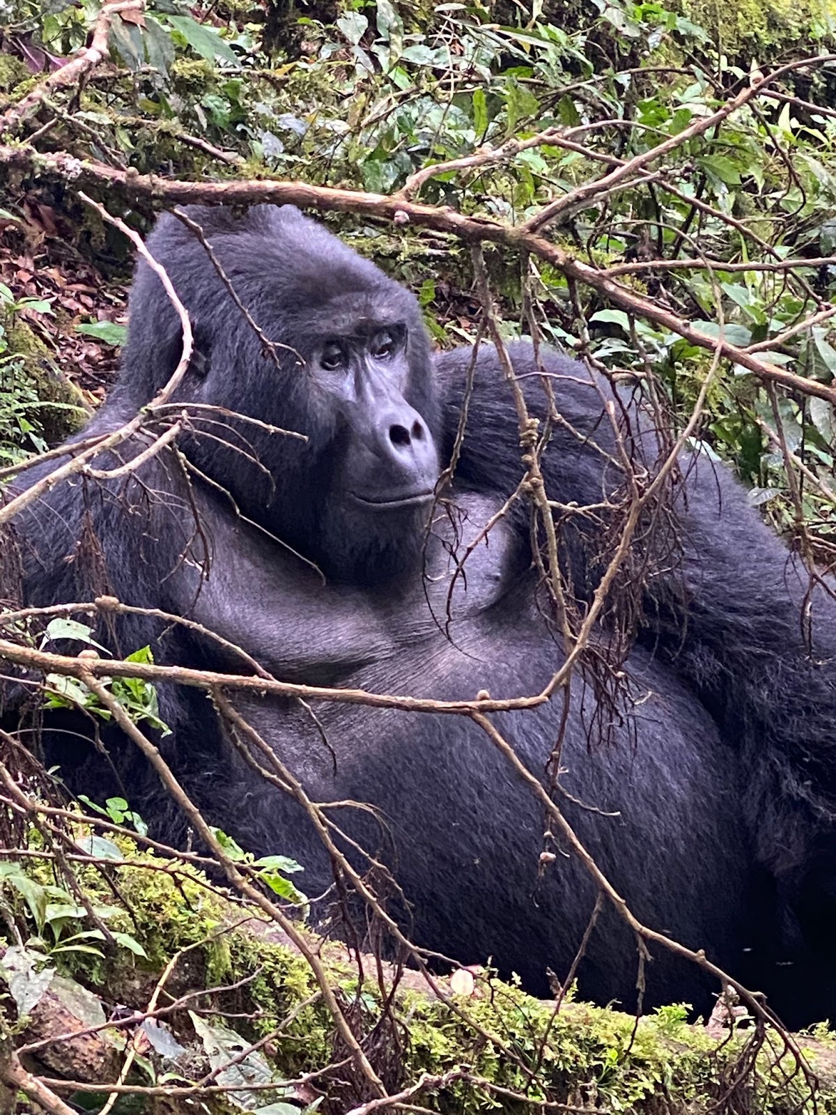 Home To Africa Tours and Travel - Ugandan Safaris and Holidays - African Trips — tour operator in 30 Kampala - Entebbe Road, Uganda – photo 2
