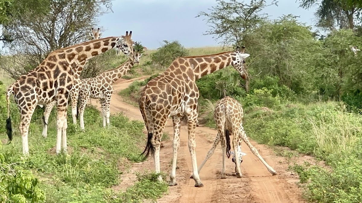 Home To Africa Tours and Travel - Ugandan Safaris and Holidays - African Trips — tour operator in 30 Kampala - Entebbe Road, Uganda – photo 5
