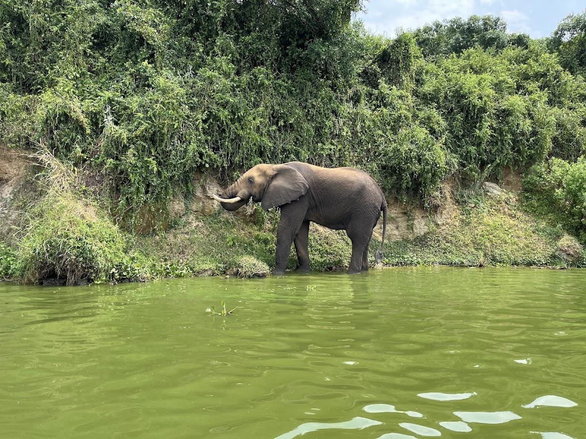 Home To Africa Tours and Travel - Ugandan Safaris and Holidays - African Trips — tour operator in 30 Kampala - Entebbe Road, Uganda – photo 3