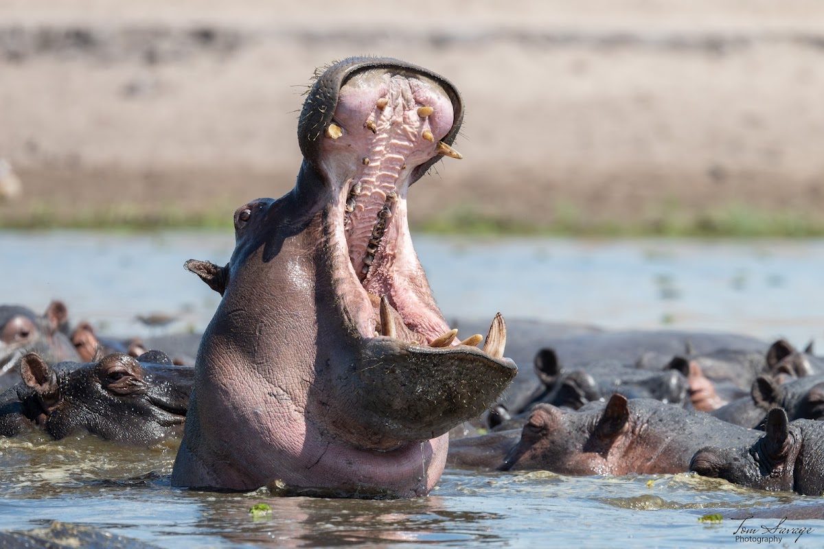 Pangolin Photo Safaris — tour operator in Plateau Road, Botswana – photo 6