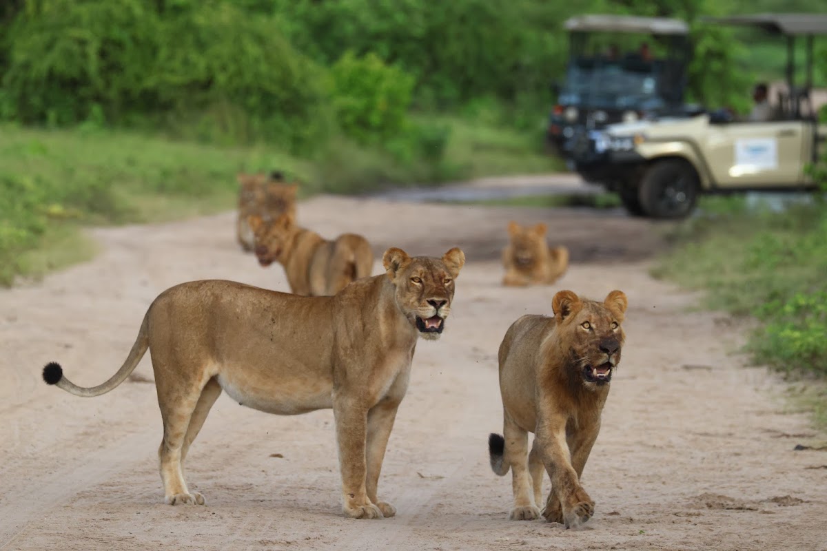 Pangolin Photo Safaris — tour operator in Plateau Road, Botswana – photo 3