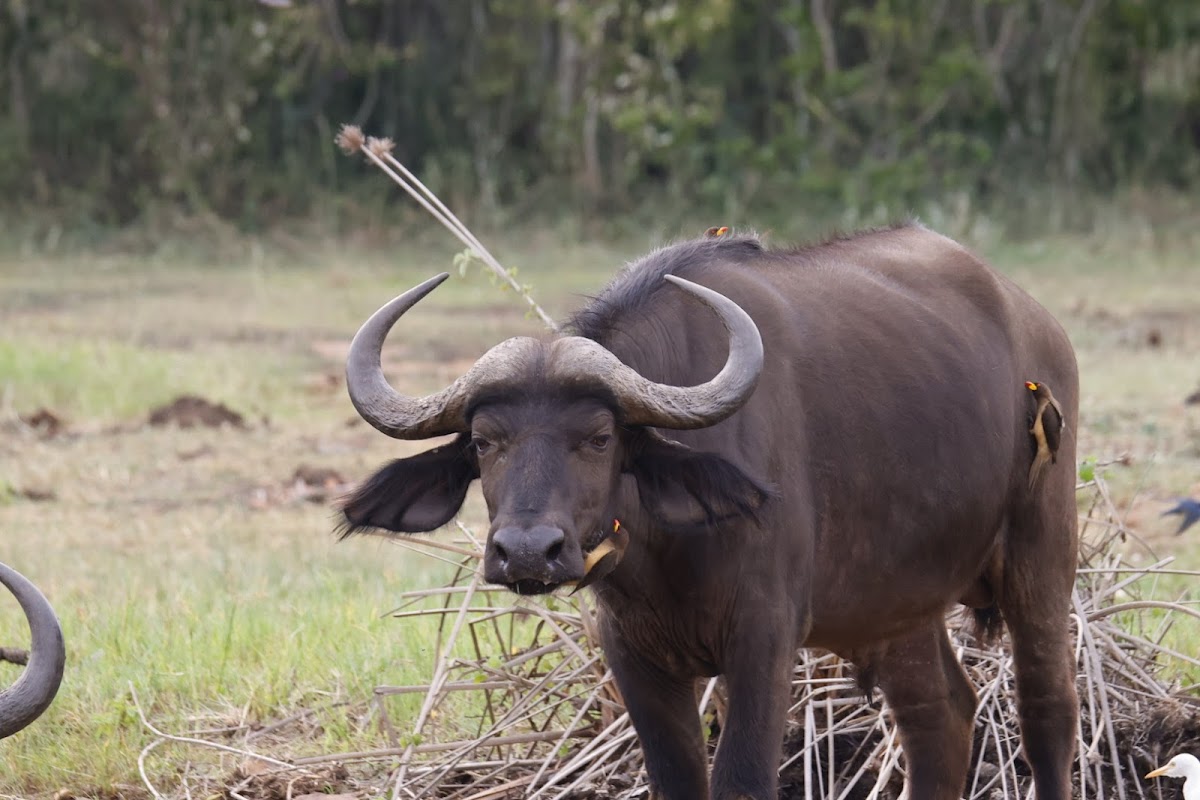 Pacifique Tour Guide – Akagera Wildlife Safaris & Birdwatching Specialist in Rwanda — tour operator in KN 06, Rwanda – photo 3