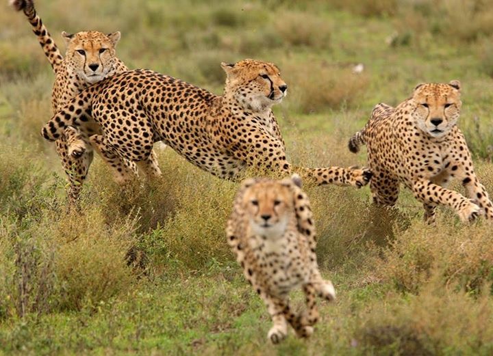 Wild Race Africa Travel & Adventures Ltd — tour operator in Moi Ave, Kenya – photo 5