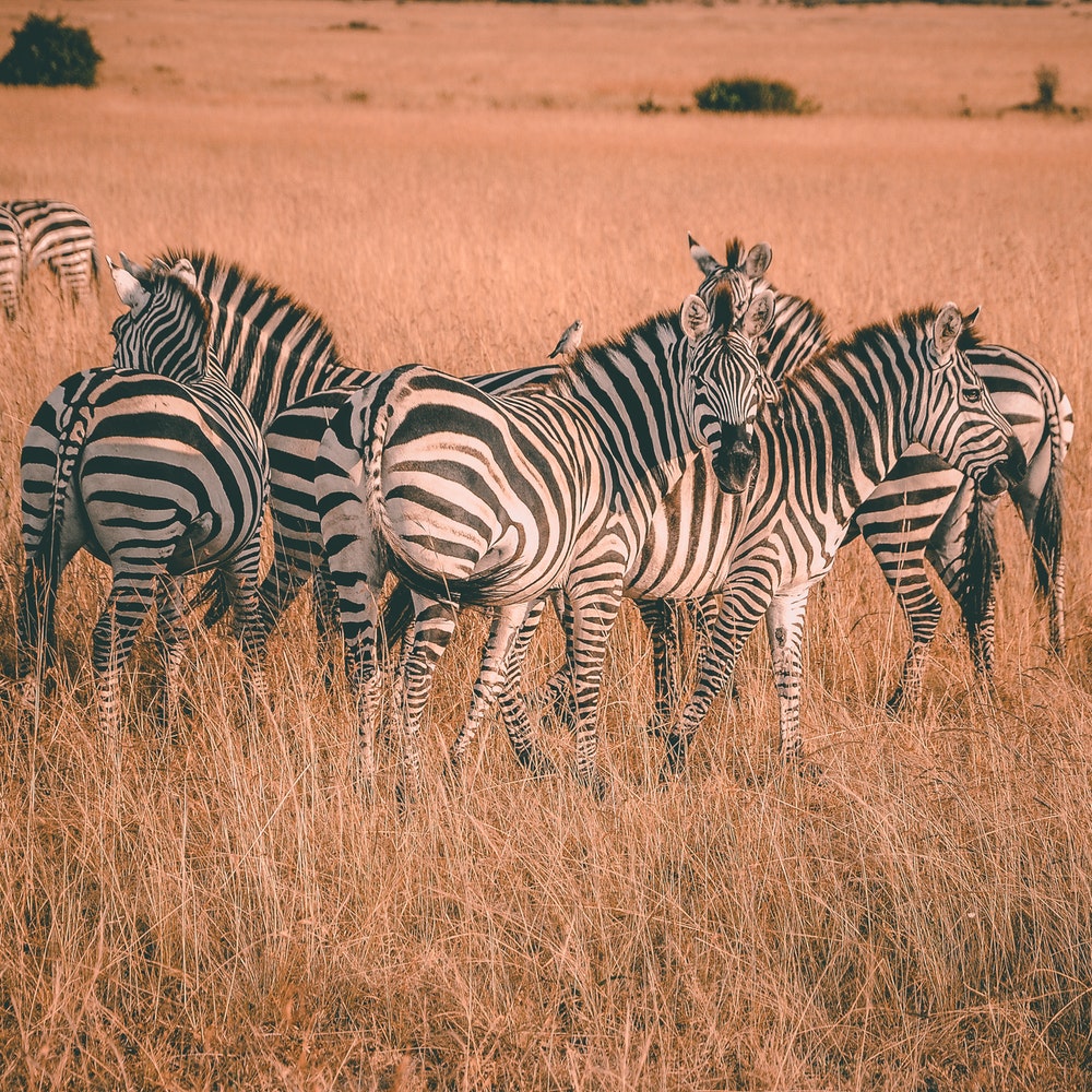 Wild Race Africa Travel & Adventures Ltd — tour operator in Moi Ave, Kenya – photo 3