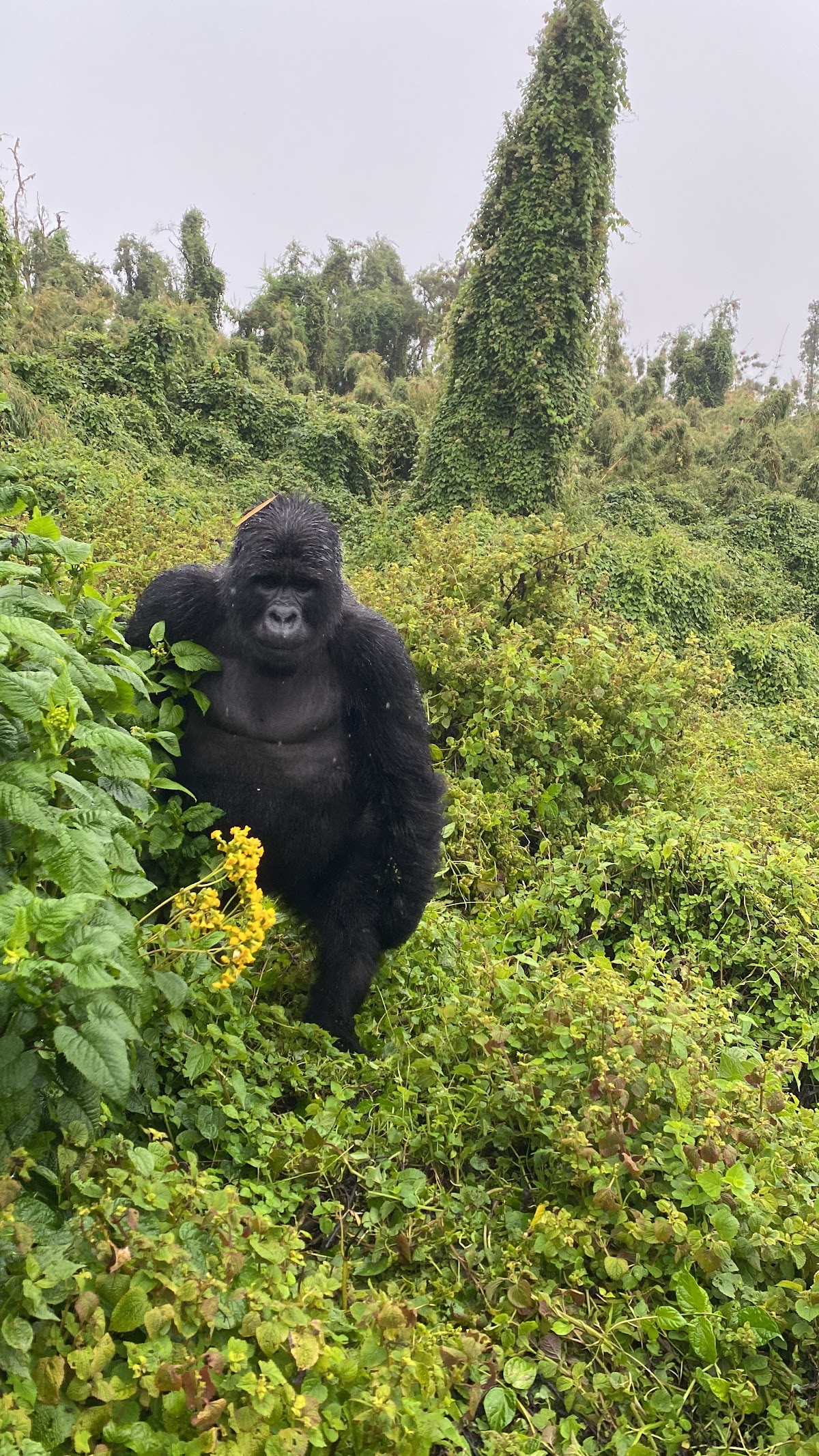 Rickshaw Travels Rwanda Ltd — tour operator in KN 4 Ave, Rwanda – photo 3