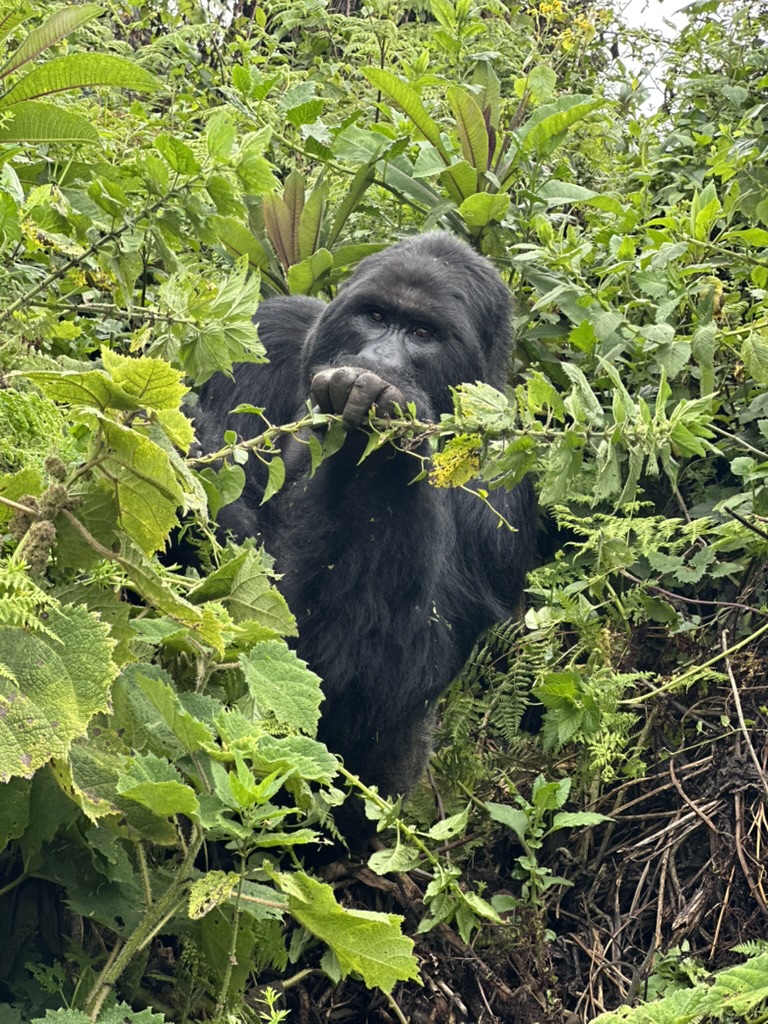 Hope Tours Africa — tour operator in 1KN 78 ST, Rwanda – photo 3