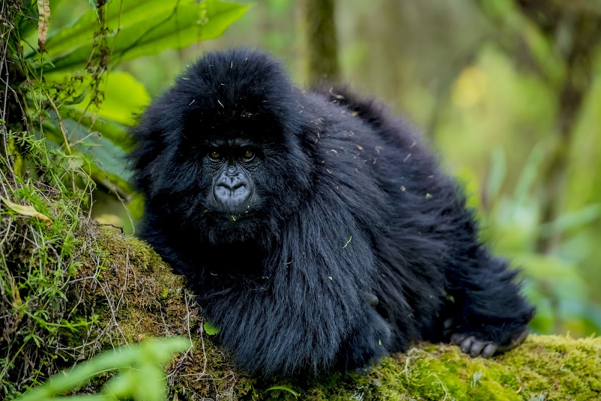 Hope Tours Africa — tour operator in 1KN 78 ST, Rwanda – photo 2