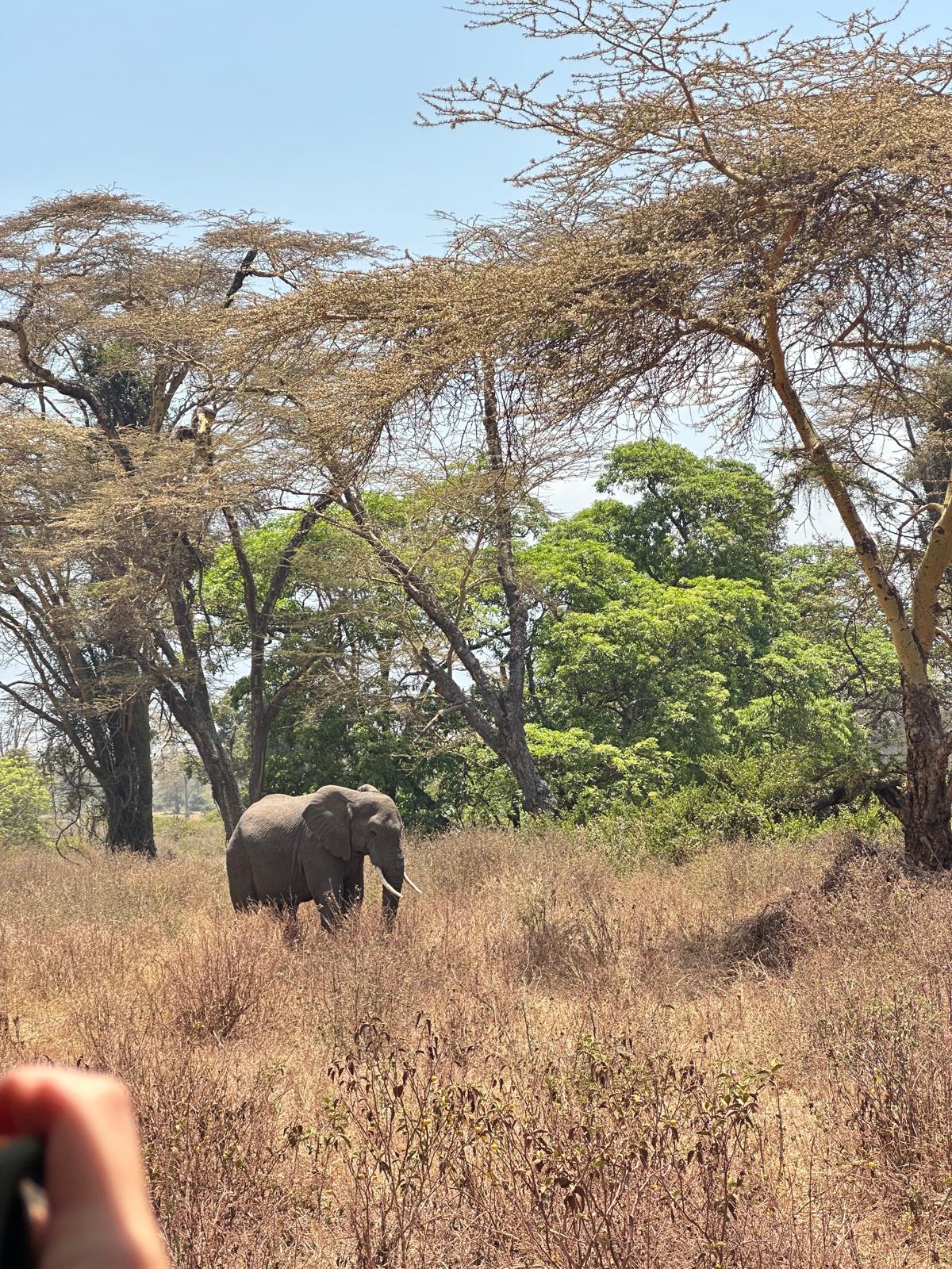 KILINGE ADVENTURES: Best Tanzania Tour Company Serengeti Safari Operator| Kilimanjaro climbing join Groups in Moshi & Arusha — tour operator in Kengeleudongo St, Tanzania – photo 4