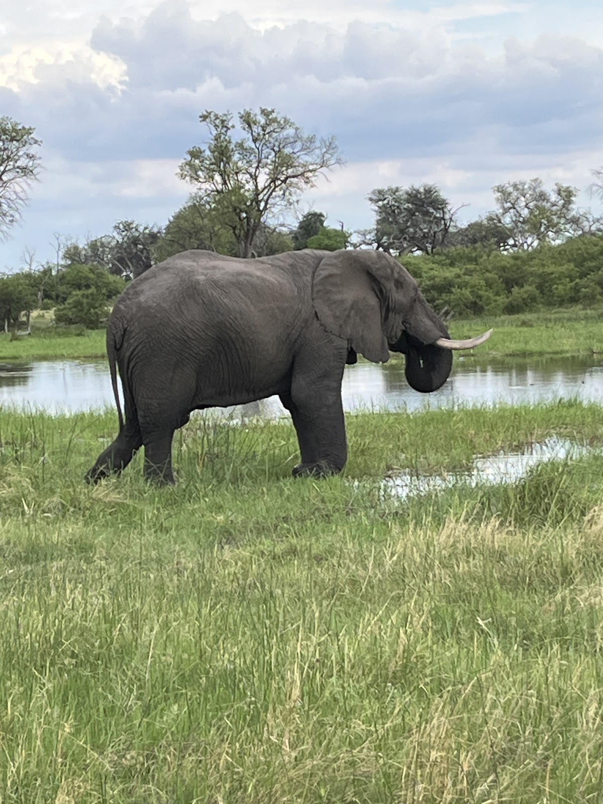 Planet Safari — tour operator in Botswana – photo 2