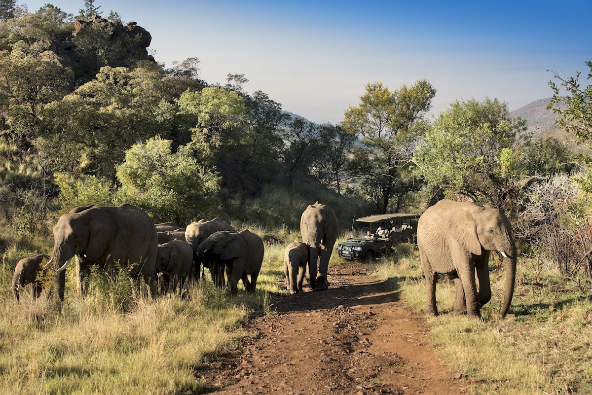 Africa Moja Tours & Safaris — tour operator in Sandton, South Africa – photo 4