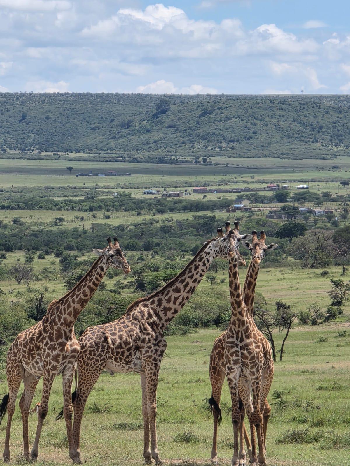 Africa Moja Tours & Safaris — tour operator in Sandton, South Africa – photo 2