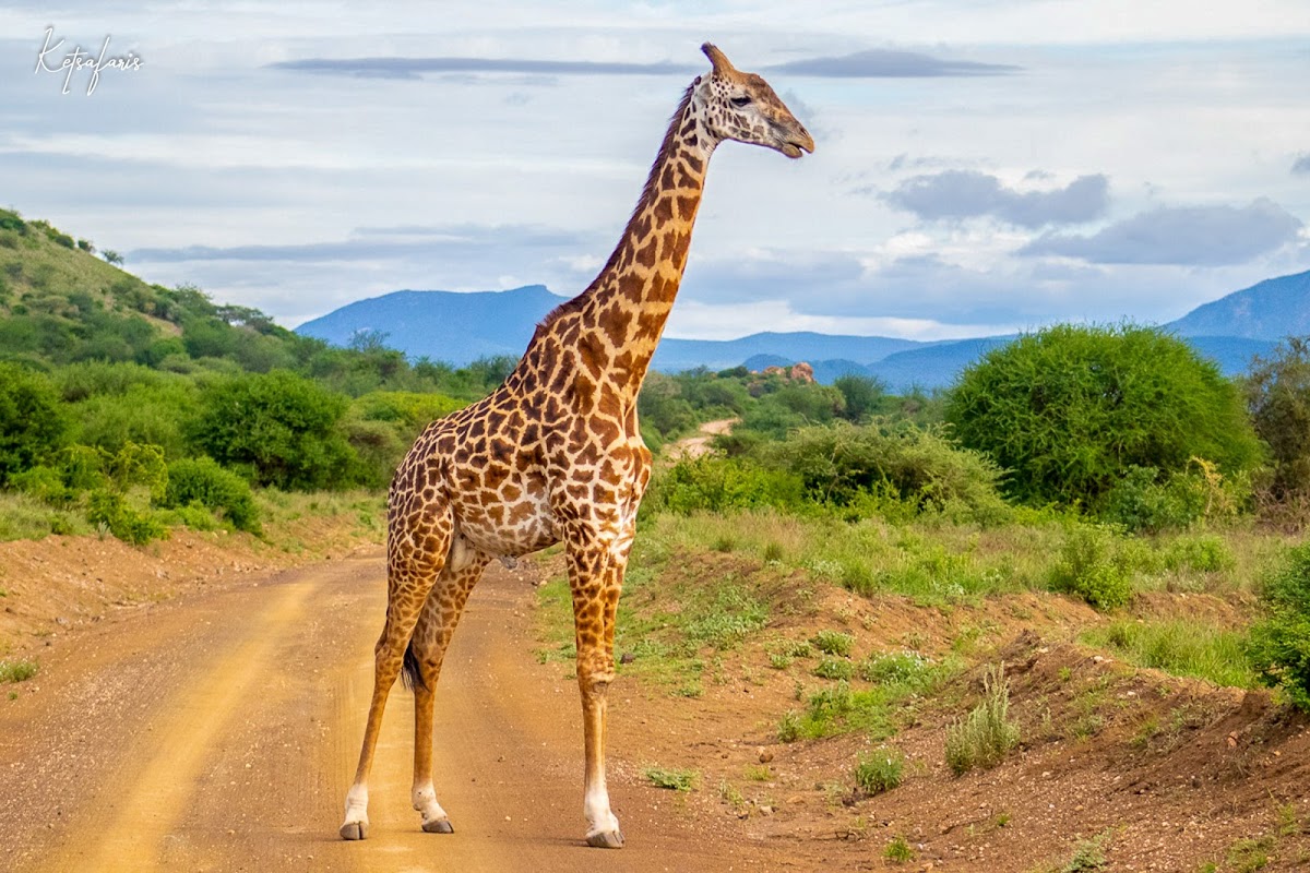 Kenya Expresso Tours & Safaris — tour operator in Airport N Rd, Kenya – photo 3