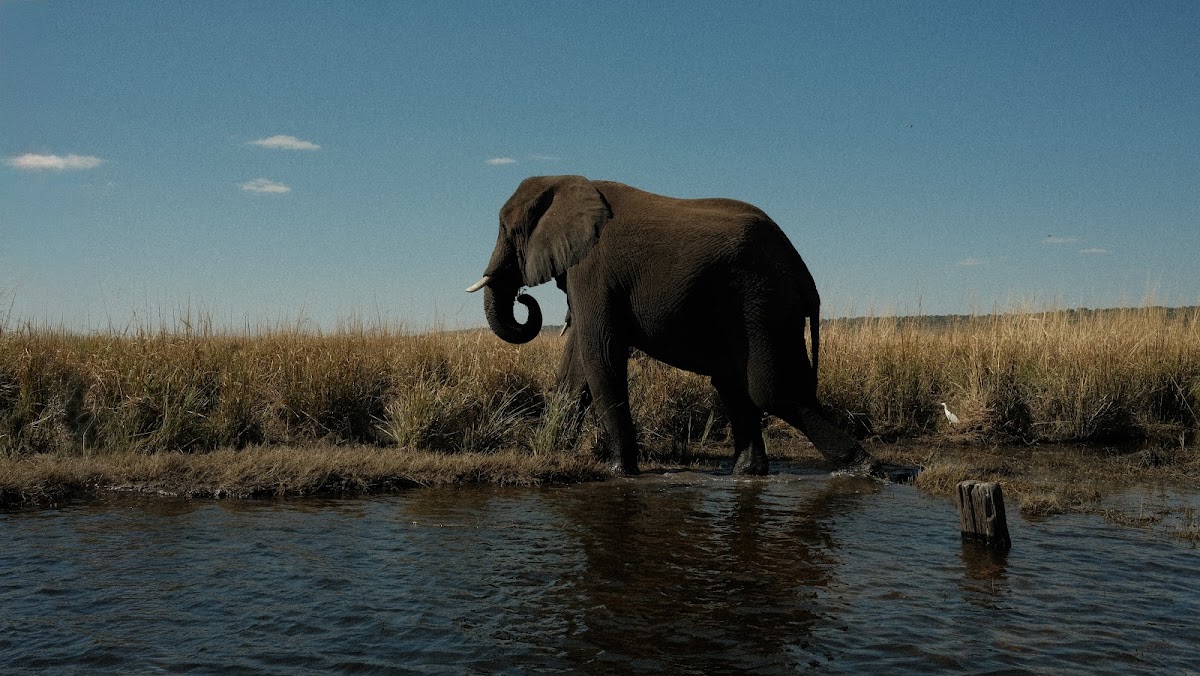 Chobe Escape Agency — tour operator in Plot 1270 Plateau Road, Botswana – photo 5