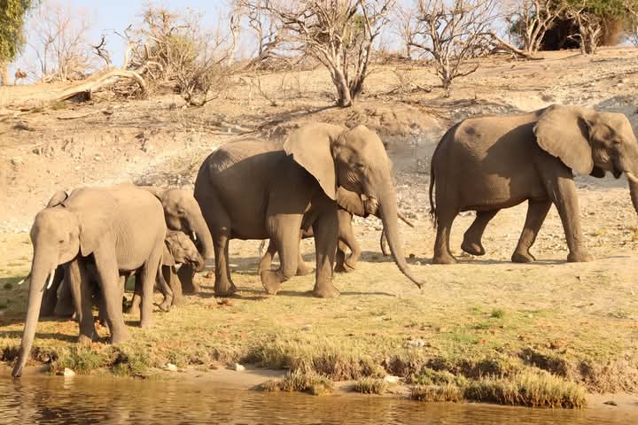 Chobe Escape Agency — tour operator in Plot 1270 Plateau Road, Botswana – photo 3