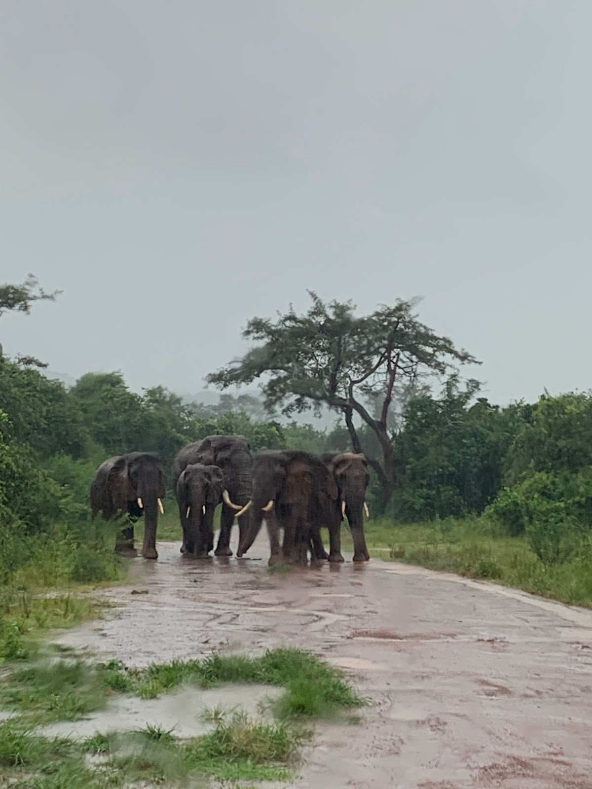 Responsible Travel Africa — tour operator in 23 KN 4 Ave, Rwanda – photo 4