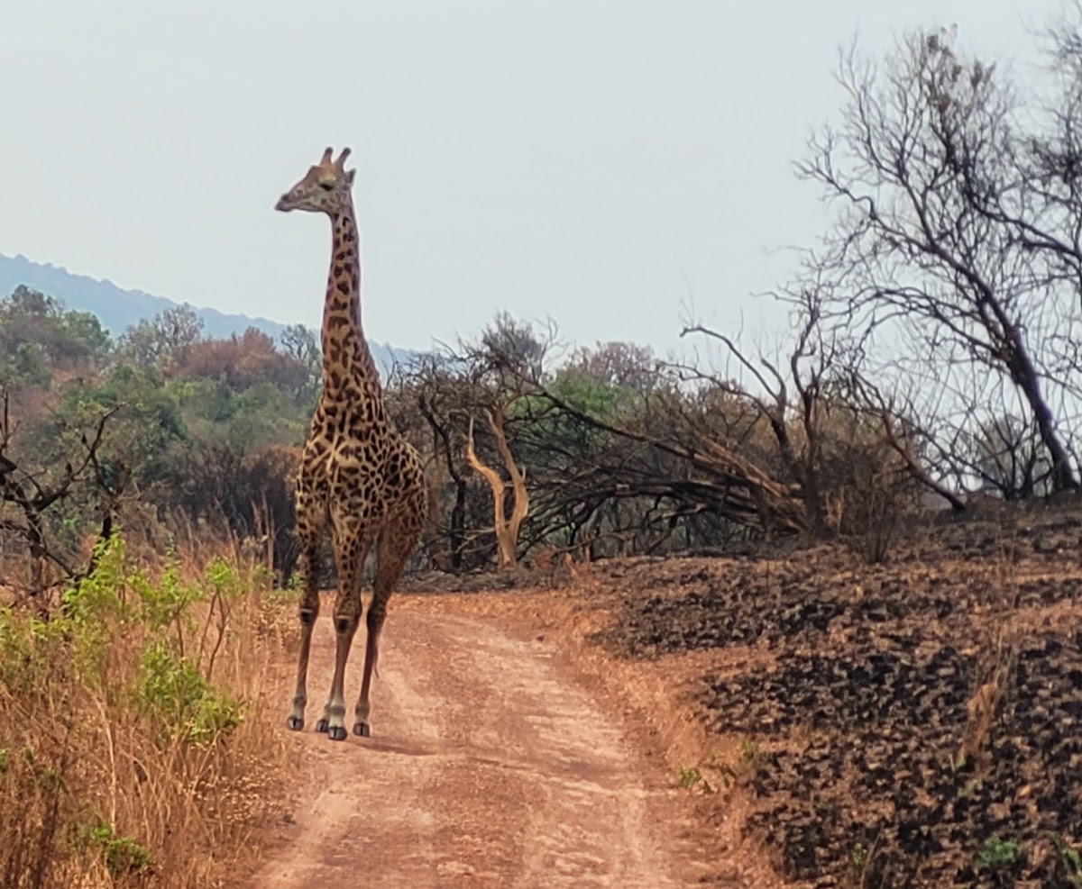 Responsible Travel Africa — tour operator in 23 KN 4 Ave, Rwanda – photo 2