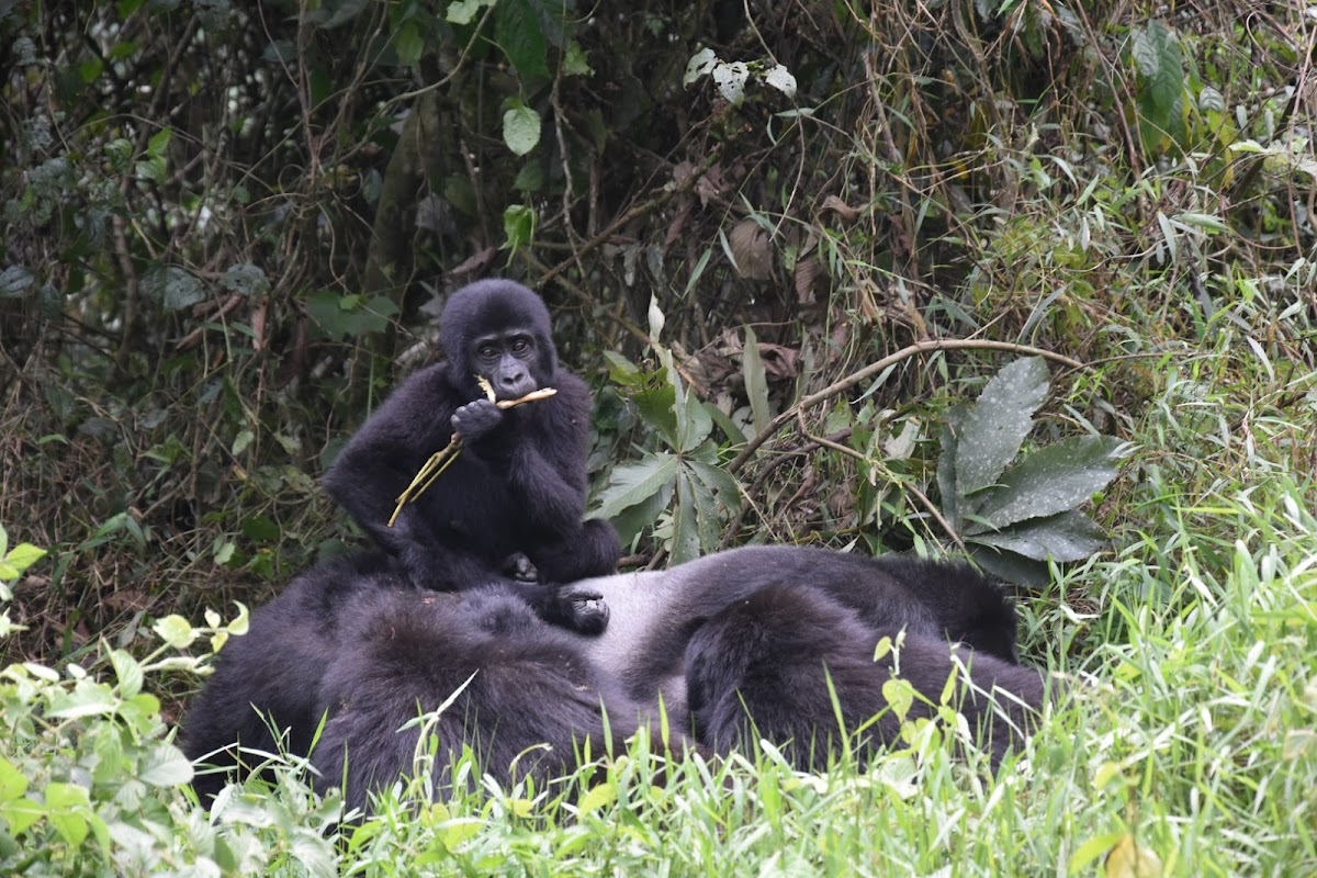 Responsible Travel Africa — tour operator in 23 KN 4 Ave, Rwanda – photo 5