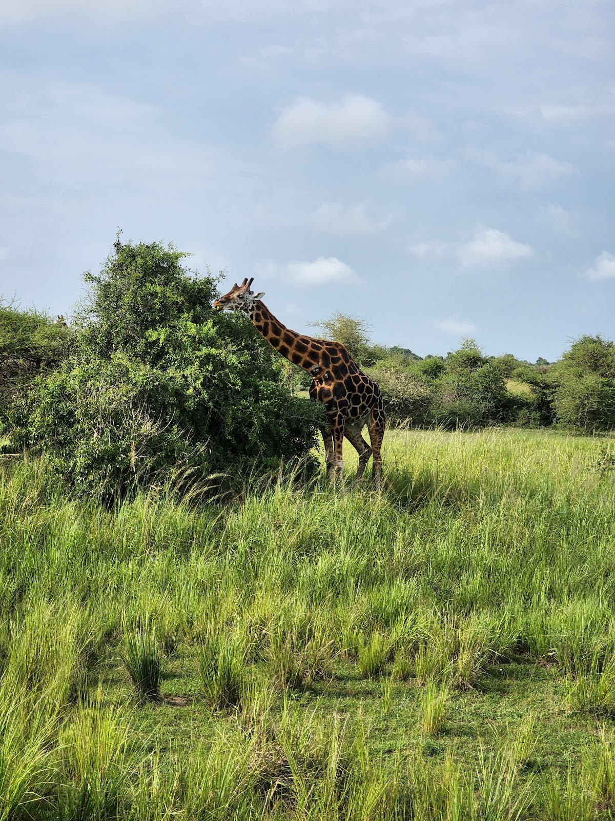 Buyaga Safaris — tour operator in small gate, Uganda – photo 3