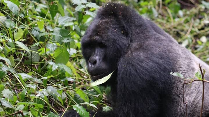 Buyaga Safaris — tour operator in small gate, Uganda – photo 1