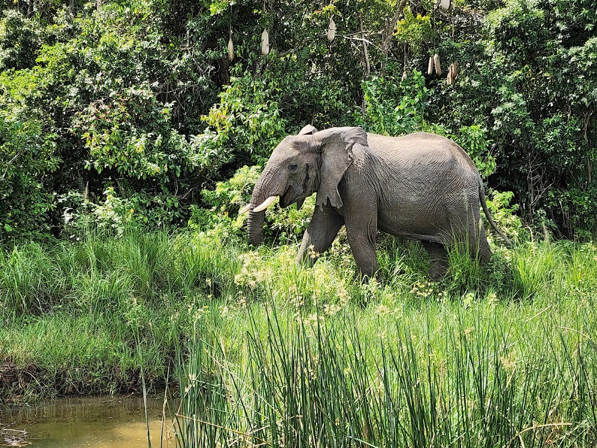 Buyaga Safaris — tour operator in small gate, Uganda – photo 4