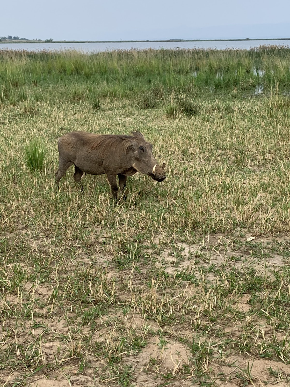 Buyaga Safaris — tour operator in small gate, Uganda – photo 6