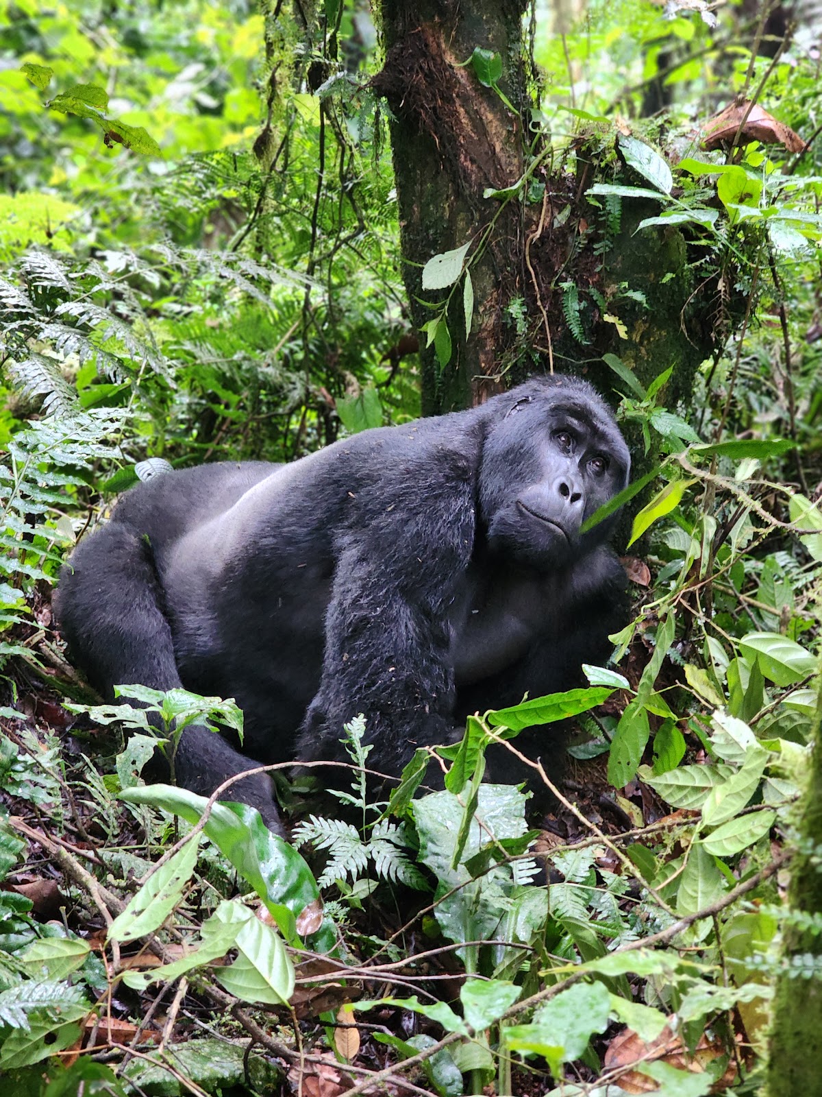 Buyaga Safaris — tour operator in small gate, Uganda – photo 2