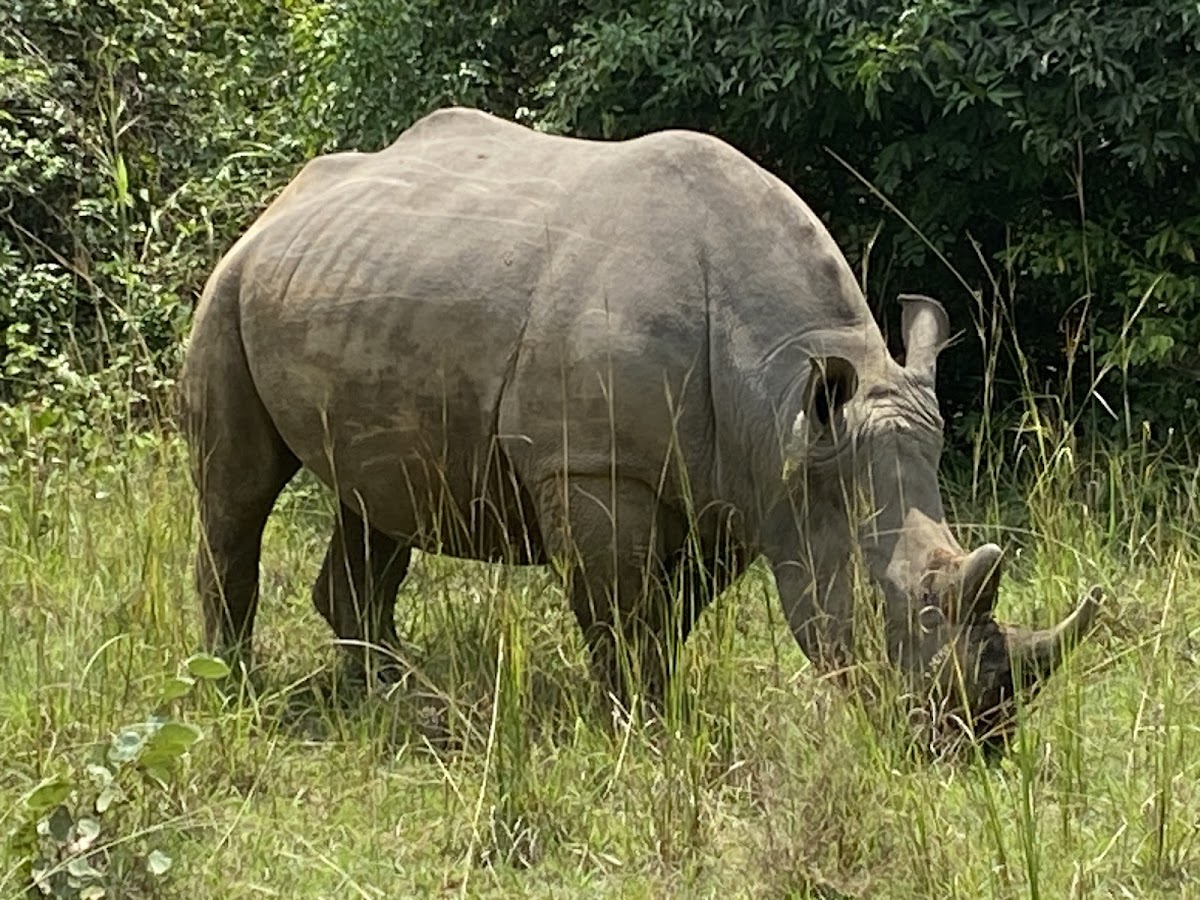 Buyaga Safaris — tour operator in small gate, Uganda – photo 5
