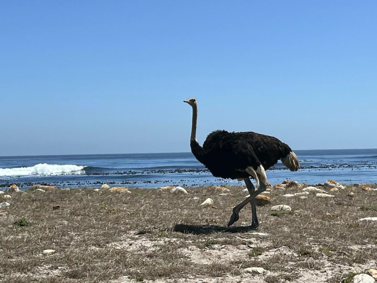 Southern African Tours — tour operator in Cape Town, South Africa – photo 5