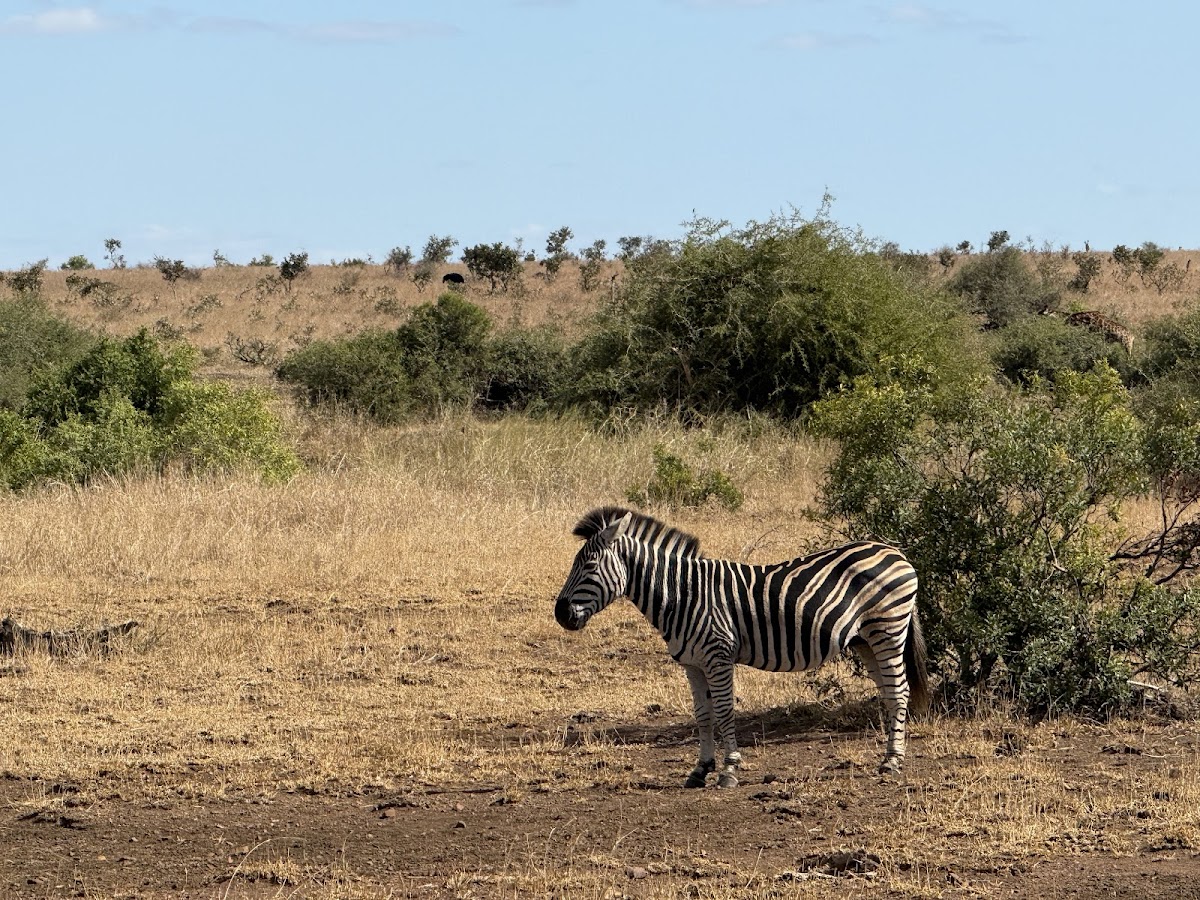 African Sky Safaris & Tours — tour operator in Silver Lakes Golf Estate, South Africa – photo 2