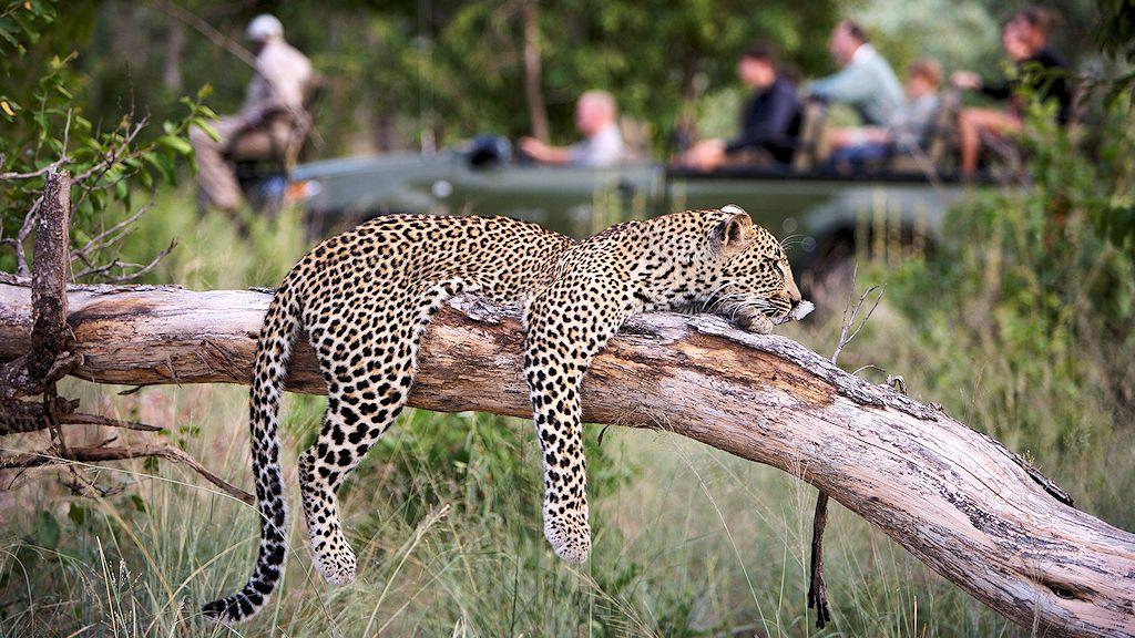 African Sky Safaris & Tours — tour operator in Silver Lakes Golf Estate, South Africa – photo 4