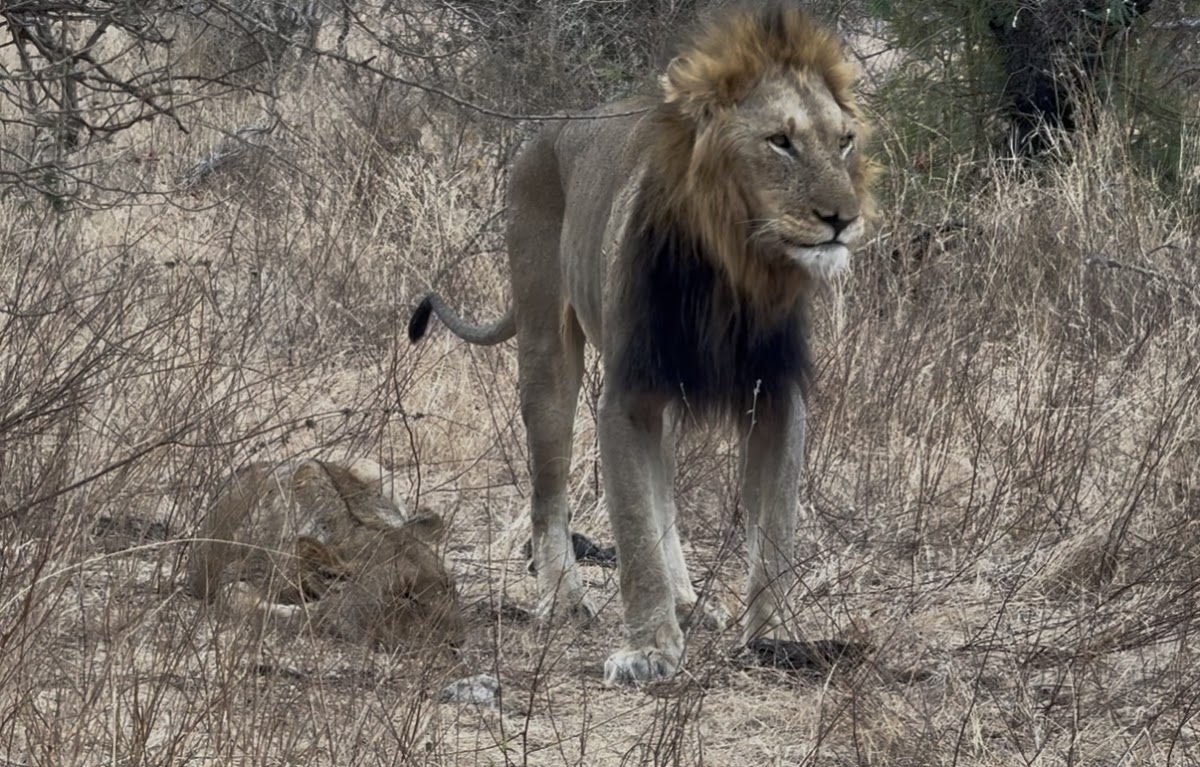 African Sky Safaris & Tours — tour operator in Silver Lakes Golf Estate, South Africa – photo 6