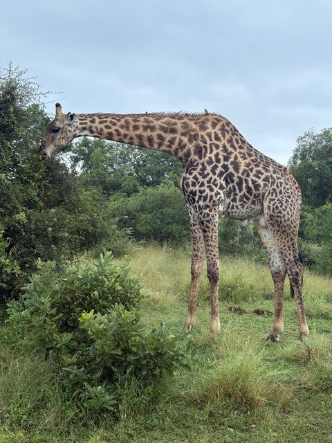 African Sky Safaris & Tours — tour operator in Silver Lakes Golf Estate, South Africa – photo 1