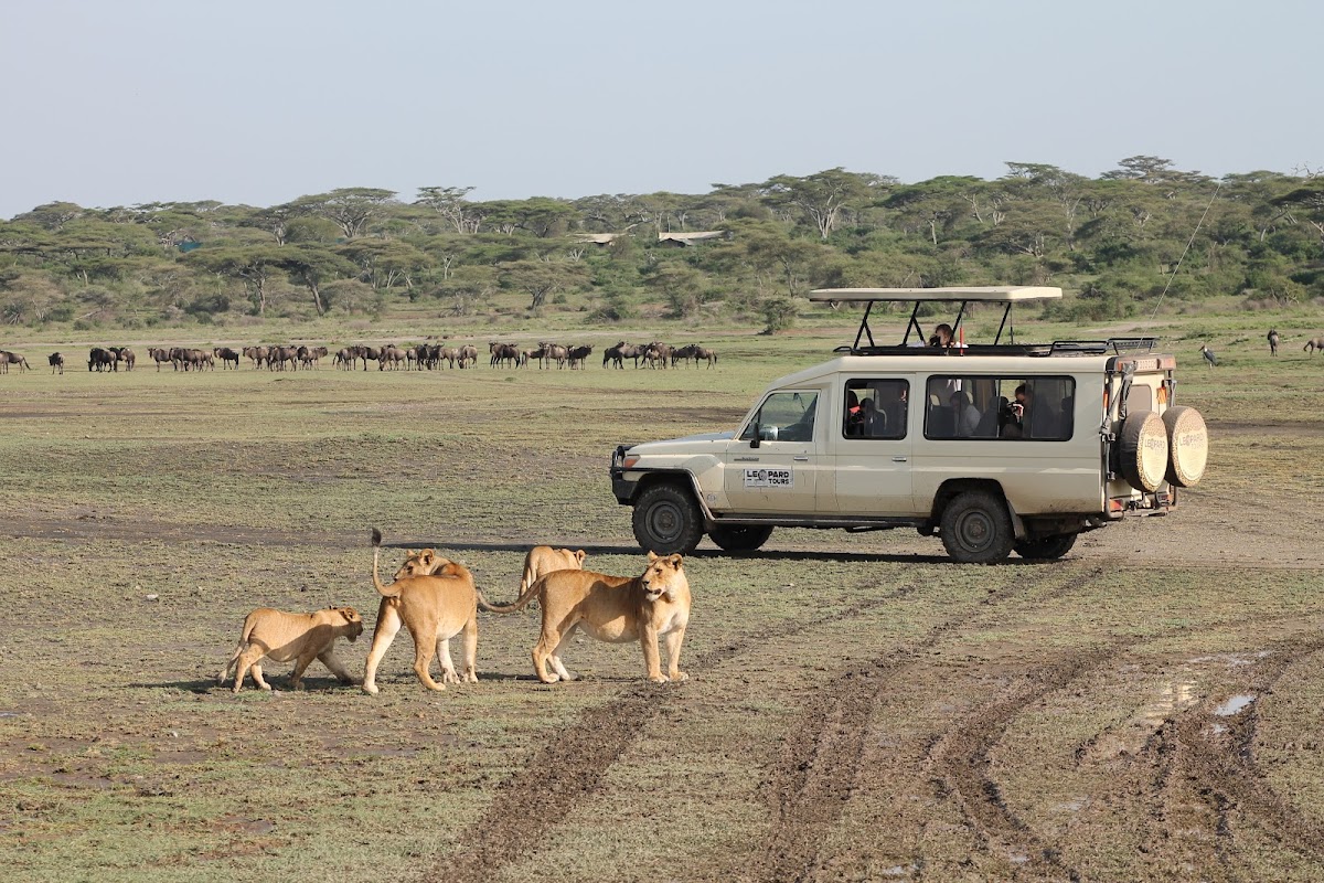 Leopard Tours LTD — tour operator in Nelson Mandela Rd, Tanzania – photo 1