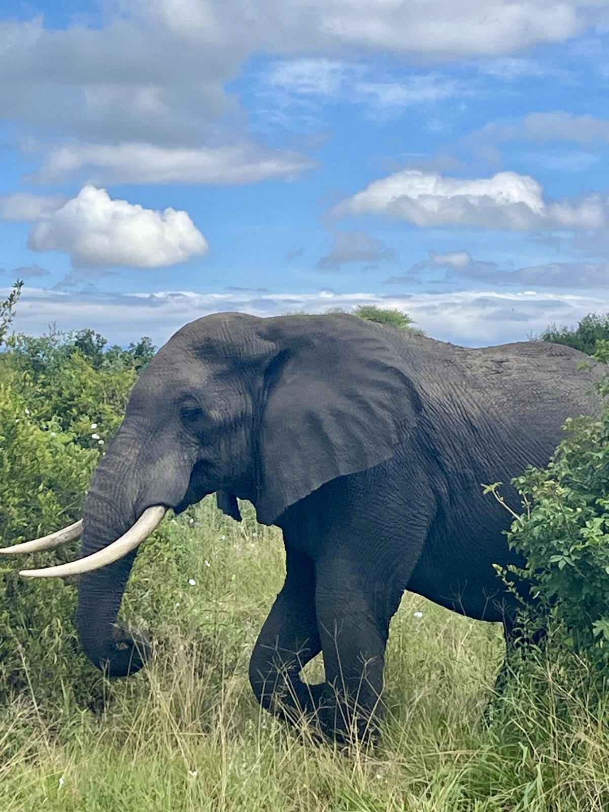 Leopard Tours LTD — tour operator in Nelson Mandela Rd, Tanzania – photo 5
